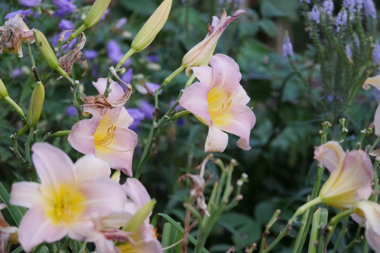 Kleine Villa Im Wilden Garten グンマースバッハ エクステリア 写真